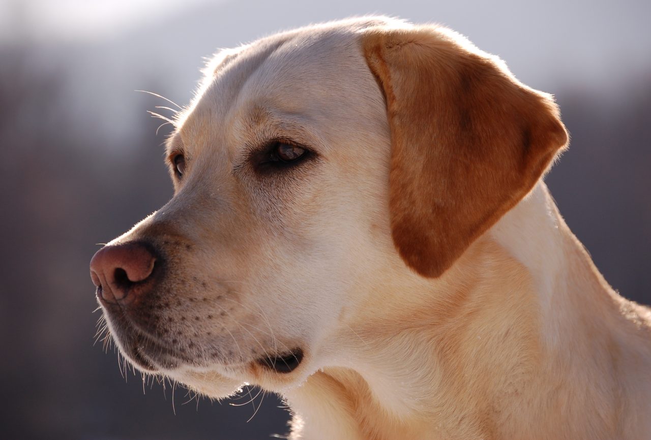 Cani dall’est con pedigree falso: due condanne