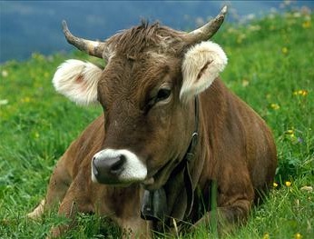 Pastore incornato da una mucca