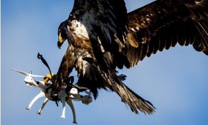 TECNOLOGIA: Uccelli stressati dai droni