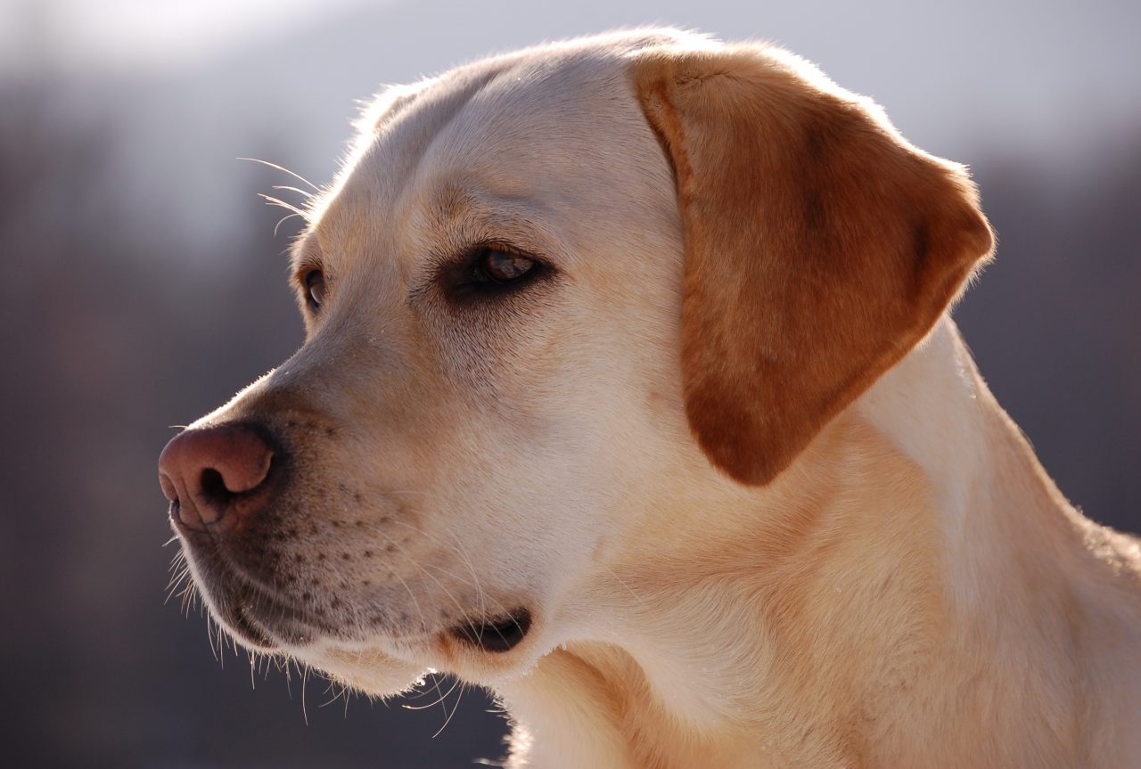 Un etto di droga nelle mutande: scoperto da un cane poliziotto
