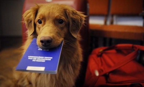 Più facile viaggiare all’estero con il proprio animale grazie alla Regione