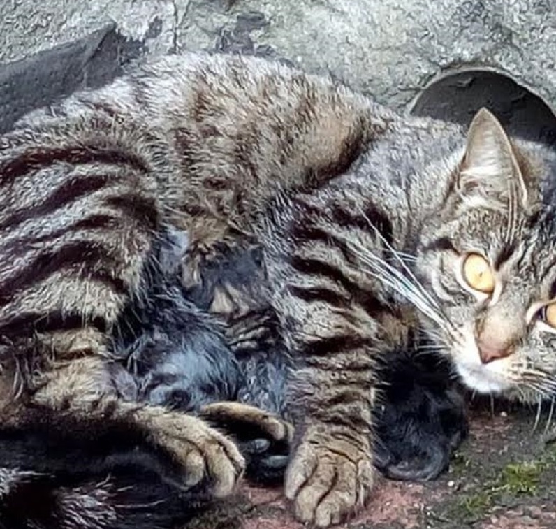 VERCELLI: Gatta partorisce in mezzo alla strada
