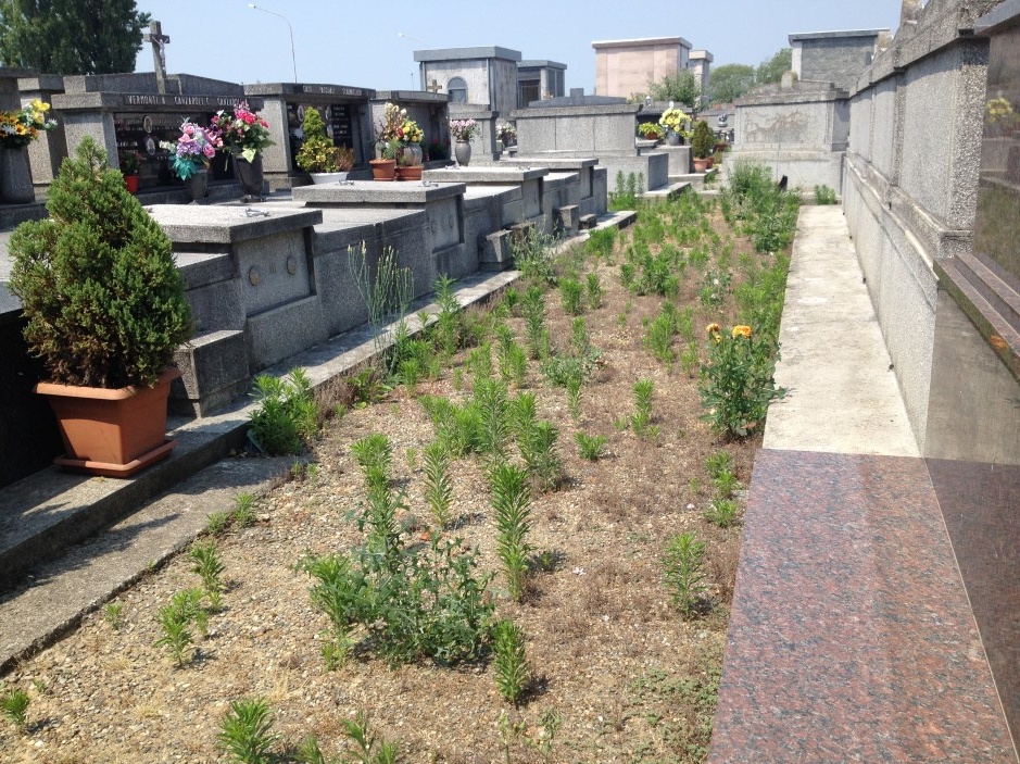 VERCELLI: Giungla al cimitero