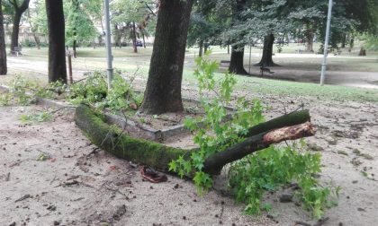 VERCELLI: Rami e tronchi a terra dopo il temporale