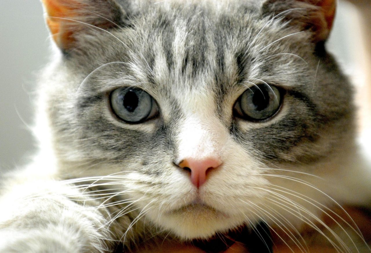 Travolge gatto e si allontana senza prestargli soccorso
