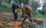 Lavoro nero nel campo: denunciato 66 enne