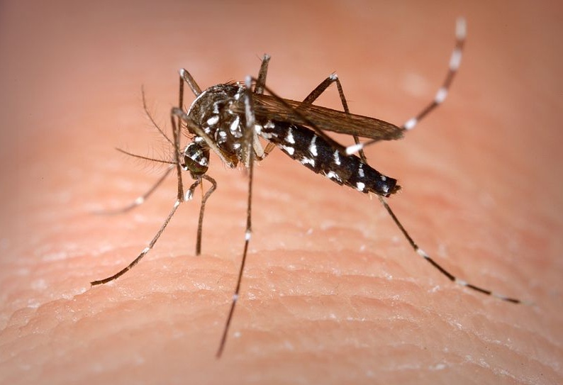 Zanzara tigre: infestati Vercellese e Piemonte