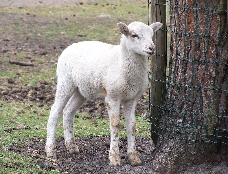 Pecore in un container: denunciato