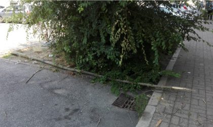 VERCELLI: C'è un "cadavere" di albero da portar via