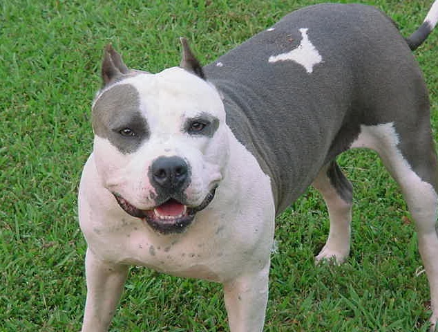 Bimba morsa in viso da un pitbull