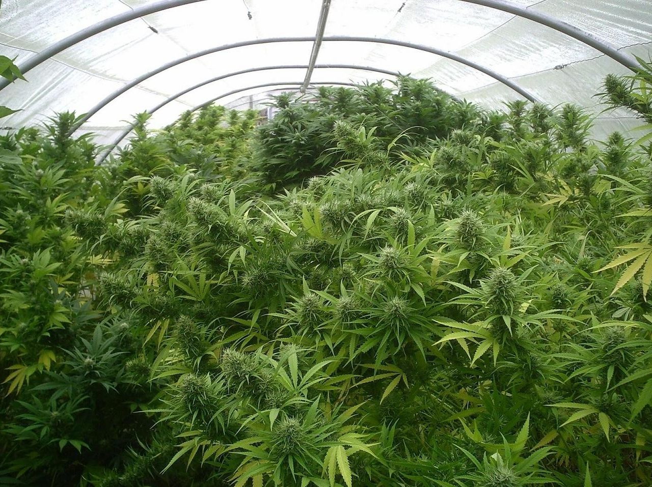 CRONACA: coltivava e spacciava droga… per amore!