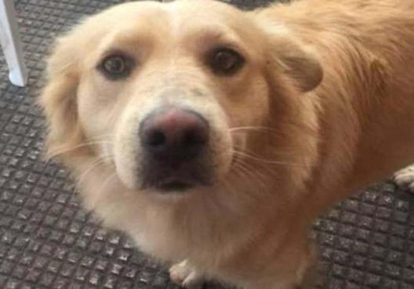 Cane torturato e impiccato: quando lidiozia si fa orrore
