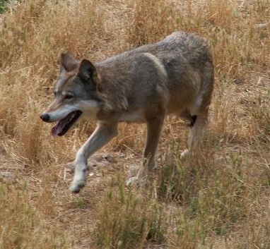 Lupo morto a Salussola: trovata una carcassa