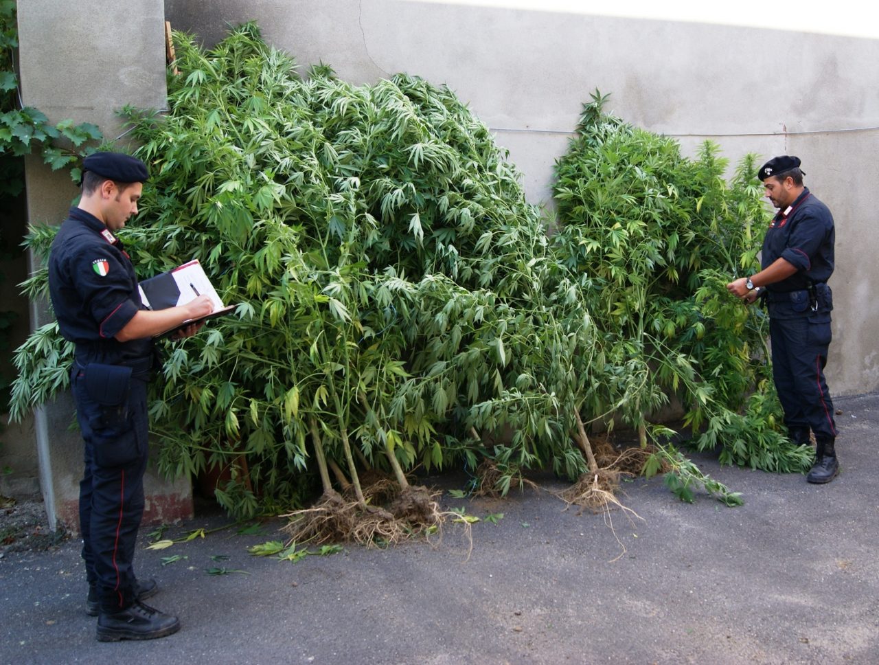 PIEMONTE: Migliaia di piante di marijuana in un parco pubblico