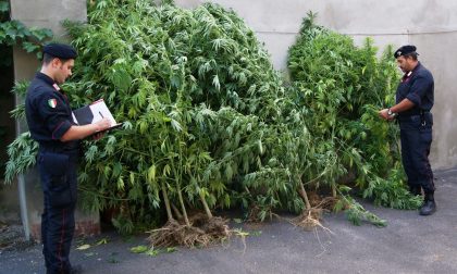 PIEMONTE: Migliaia di piante di marijuana in un parco pubblico