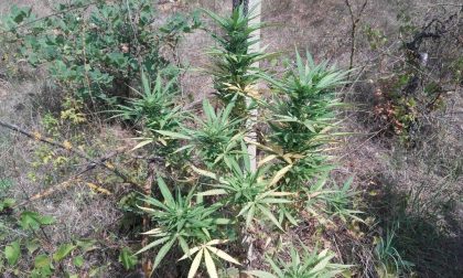 PIEMONTE: Trovata piantagione di cannabis