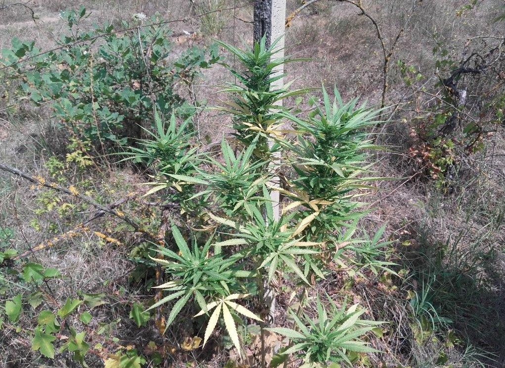 PIEMONTE: Trovata piantagione di cannabis
