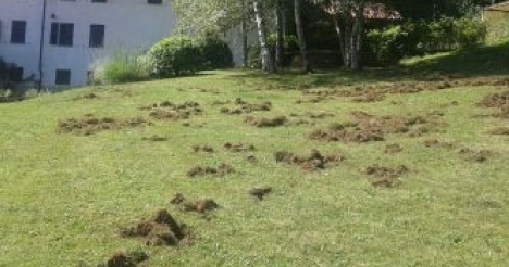 PIEMONTE: Vive assediato dai cinghiali…