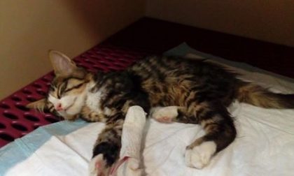 VERCELLI: Gattino ferito, si cerca il proprietario