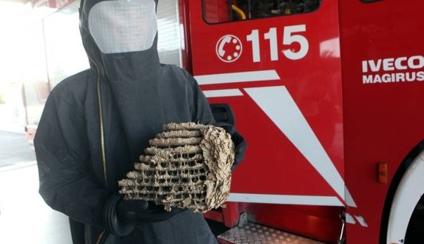 VERCELLI: è emergenza calabroni. Decine di interventi dei Vigili del Fuoco