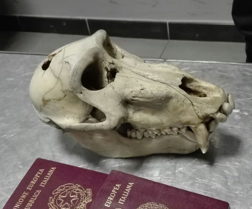 CRONACA: Aveva un cranio di babbuino in valigia…
