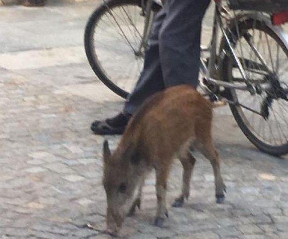 Cucciolo di cinghiale in centro paese come un cagnolino…