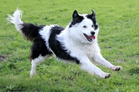 Lascia scappare il cane da casa: multata