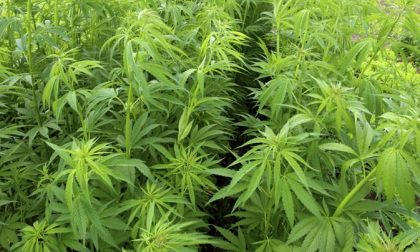 PIEMONTE: Nel 2017 sequestrata una tonnellata di marijuana