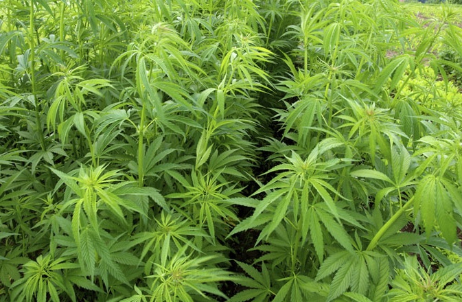 PIEMONTE: Nel 2017 sequestrata una tonnellata di marijuana