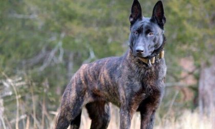 PIEMONTE: Uccide cane con un colpo di pistola