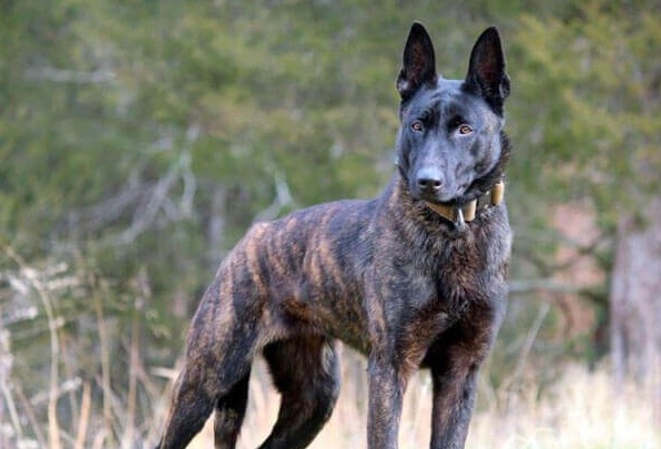 PIEMONTE: Uccide cane con un colpo di pistola