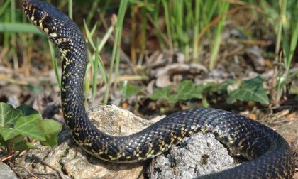 Un serpente sulla tapparella: intervengono i Vigili del Fuoco