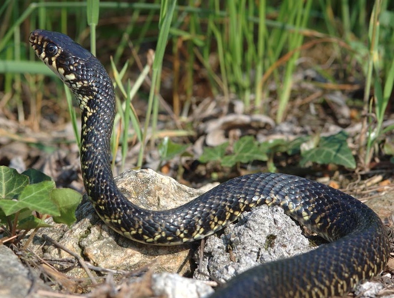 Un serpente sulla tapparella: intervengono i Vigili del Fuoco