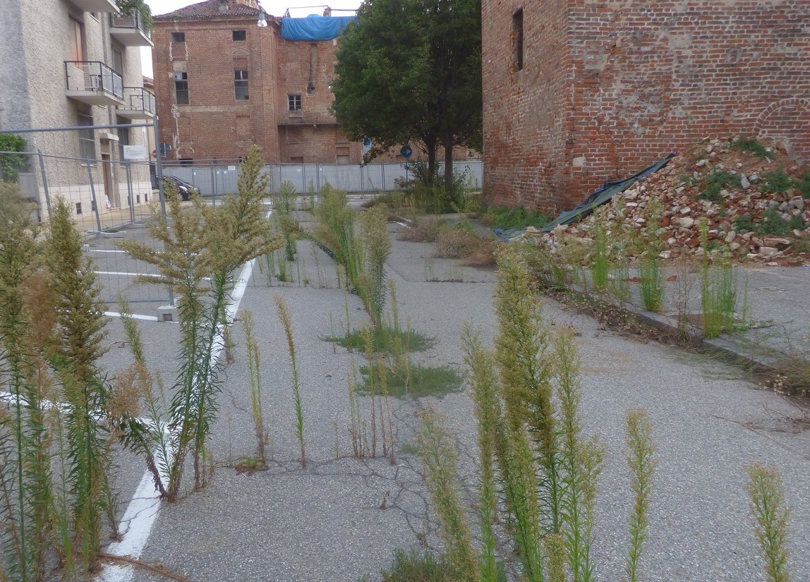 VERCELLI: La giungla di via Conte Rosso