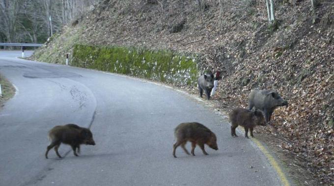 Lotta ai cinghiali: nuove norme regionali
