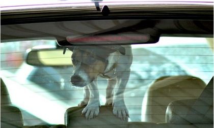 CRONACA: per uccidere il suo cane, lo lascia in auto