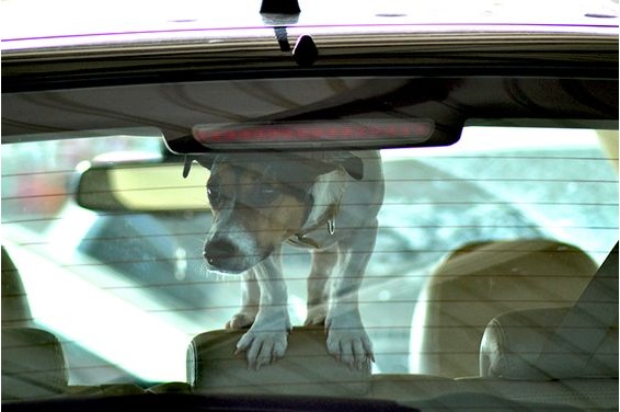 CRONACA: per uccidere il suo cane, lo lascia in auto