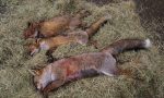 CRONACA: quattro volpi uccise dai cacciatori e abbandonate nelle risaie