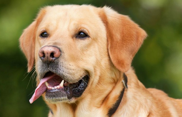 Rubato cibo per animali in difficoltà