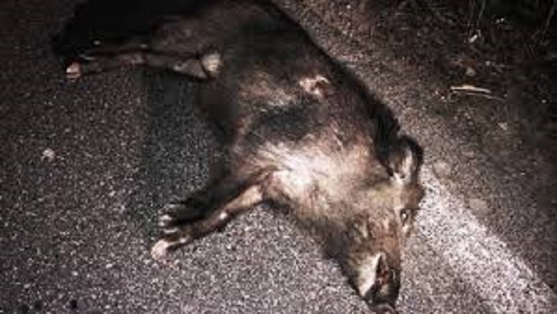 Cinghiale investito da un’auto