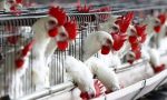 Allarme influenza aviaria a Borgo d'Ale: pollame e volatili in cattività al chiuso
