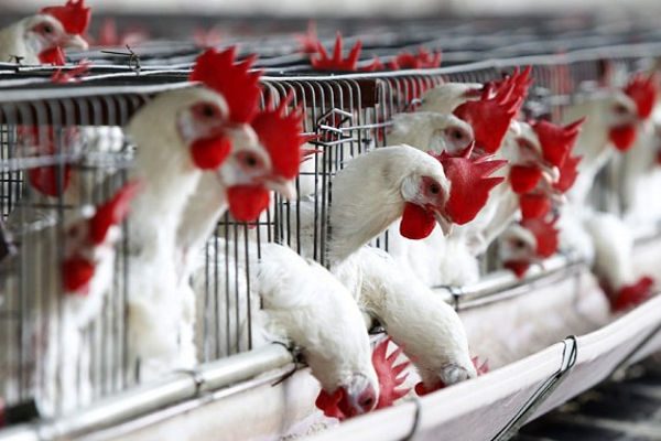 Allarme influenza aviaria a Borgo d’Ale: pollame e volatili in cattività al chiuso