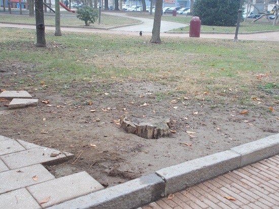 Alberi tagliati è polemica