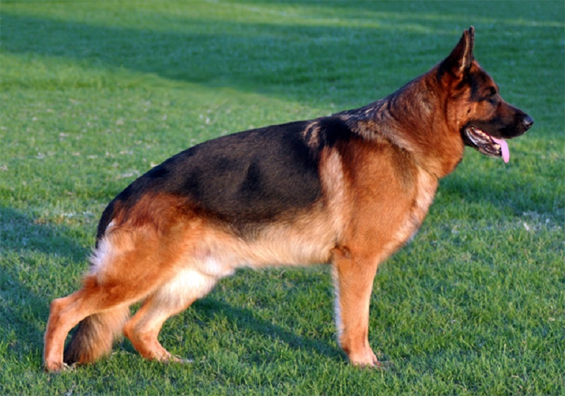 Cane abbandonato dopo avere lasciato casa