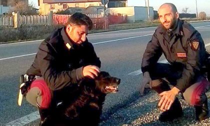 Cane salvato dalla Polizia