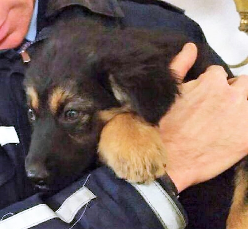 Cucciola salvata dai Vigili Urbani