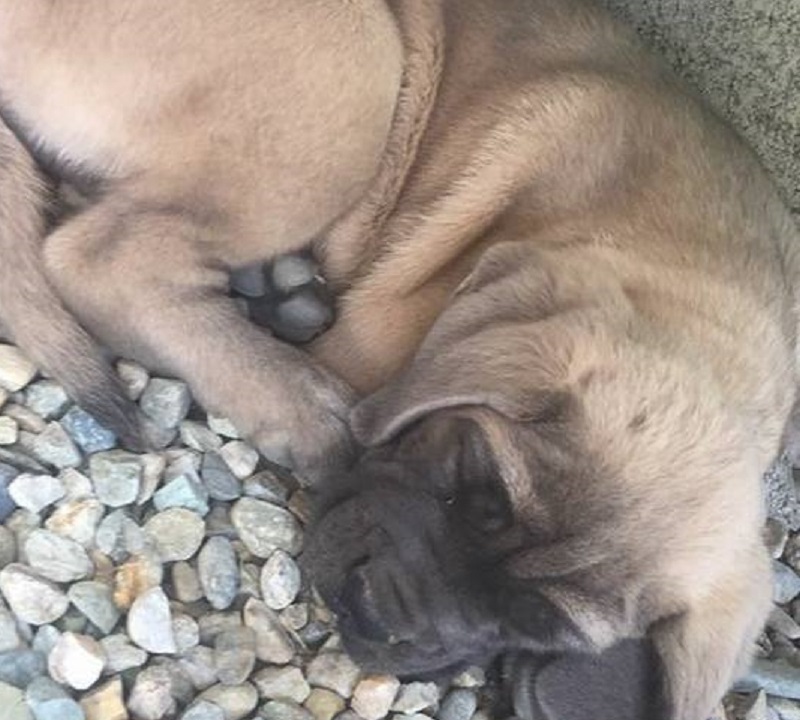 Cani scomparsi “aiutatemi a ritrovarli”