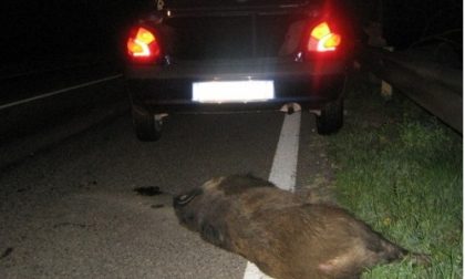 Cinghiale travolto ennesimo incidente