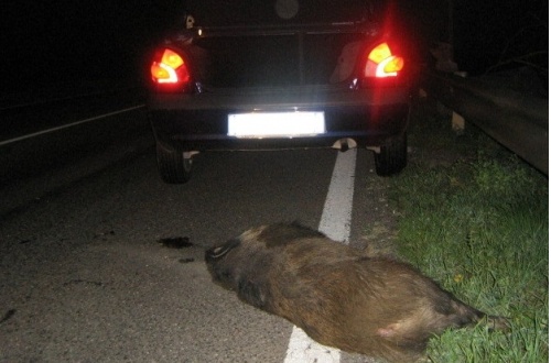 Cinghiale travolto ennesimo incidente