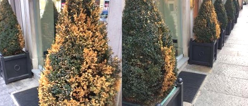 Natale triste in via Verdi